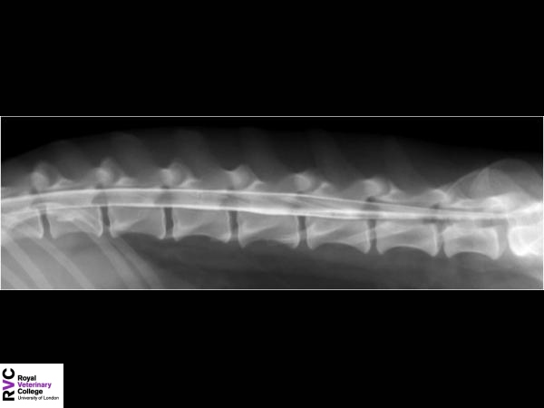 Canine lumbar spine radiograph.jpg