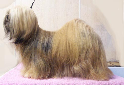 WikiVet Article: Lhasa Apso, Chow Chow