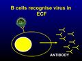 B Cell viral response.jpg