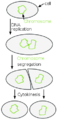 Binary fission.png