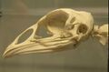 Bird skull.jpg