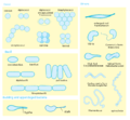 Bacterial morphology.png