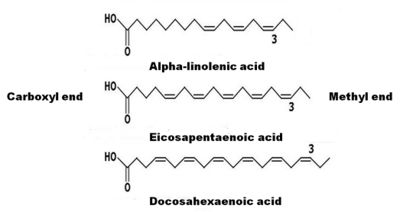 Omega 3 Fatty Acids Nutrition WikiVet English