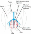 Suspensory structure of udder.gif