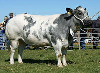 Belgian blue.jpg