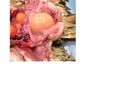 Avian Reproduction shelled egg in oviduce.jpg