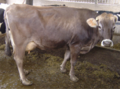 Brown Swiss Breed.png