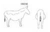 Obese outline donkey.jpg