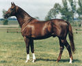 Anglo-Arab horse.jpg