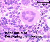 Developing granulocytes