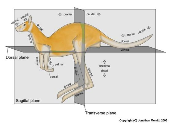 Anatomica Planes of a Kangaroo - Wikimedia Commons 2008