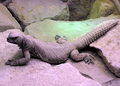 Egyptian spiny tail lizard.jpg