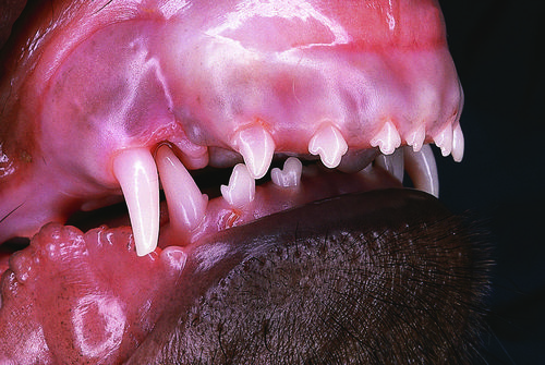 Vet Dentistry 09.jpg