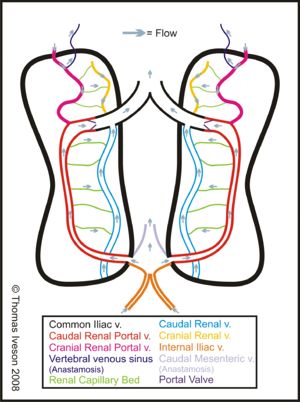 urinary avian renal kidneys wikivet