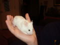 Black eyed white hamster.jpg