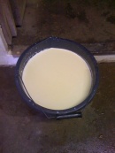 Fresh colostrum in bucket.JPG