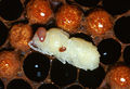 Adult female varroa mite.jpg