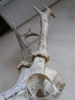 Deer Skull with Antlers.jpg