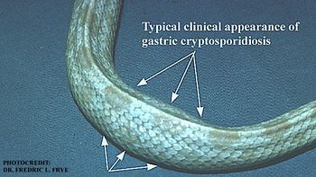 Clinical cryptosporidiosis snow corn snake.jpg