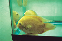 Ornamental Fish 11.jpg