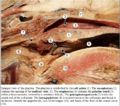 Pharynx Anatomy.jpg