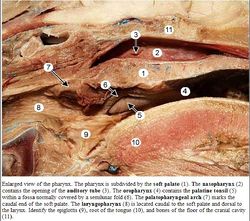 Guttural Pouches - Anatomy & Physiology - WikiVet English