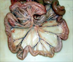 duodenum jejunum ileum cat