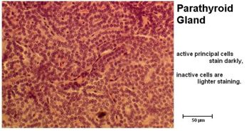 parathyroid gland histology