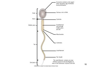 Spermatogenesis and Spermiation - Anatomy & Physiology - WikiVet English