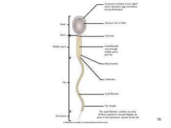 Spermatogenesis And Spermiation Anatomy Physiology Wikivet English