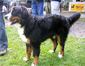 Bernese mountain dog.jpg