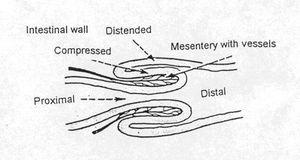 Intussusception - WikiVet English