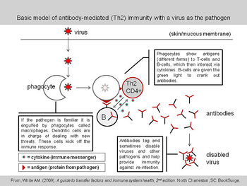 Virusimmunity.jpg
