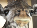 Giraffe Lips.jpg