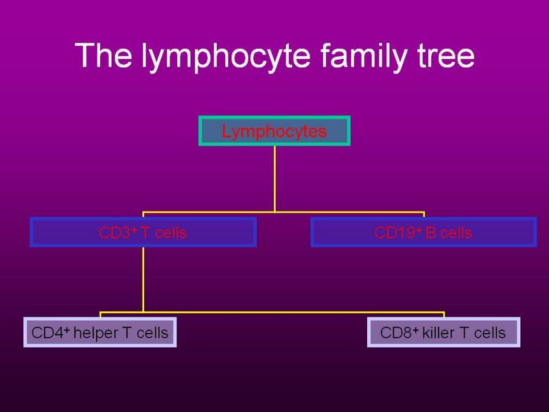 File:Lymphocyte tree.jpg