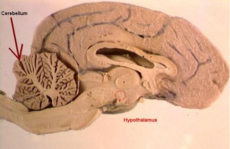 hypothalamus model labeled