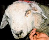 Sheep Medicine 10.jpg