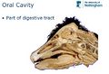 Anatomy of the Oral Cavity.jpg