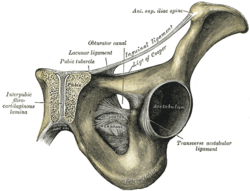 Pelvis Anatomy Physiology Wikivet English