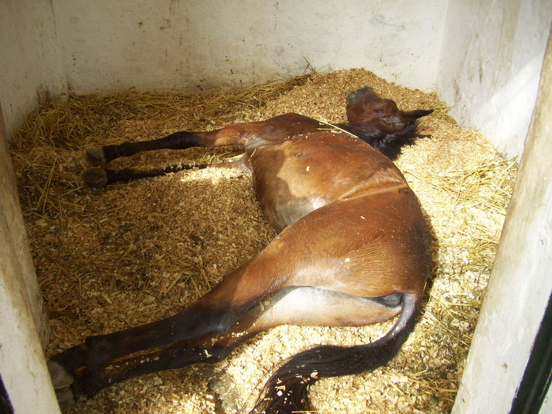 File:Tetanus Horse.jpg
