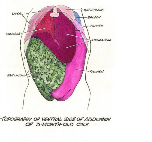 Abdominal development of a young cow - Copyright Prof.Pat Mccarthy