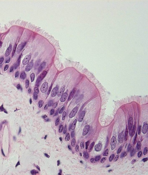 File:Respiratory system.jpg
