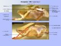 Annotated horse larynx.JPG