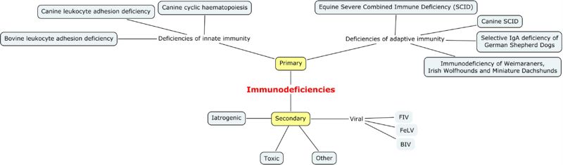 Immunodeficiencies Mind-Map Jenny Sanders RVC2008