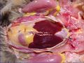 Anatomy of the Avian Liver.jpg