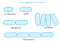 427px-Arrangement of bacilli bacteria svg.png