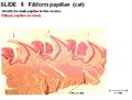 Filoform Papillae Histology.jpg