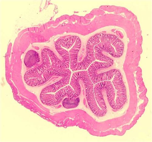 Colon - Anatomía & Fisiología - WikiVet Español