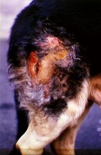 how do you treat pyoderma in dogs