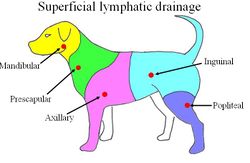 mediastinal lymph nodes in dogs